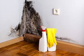 Best Water Damage & Mold Remediation  in North Star, DE